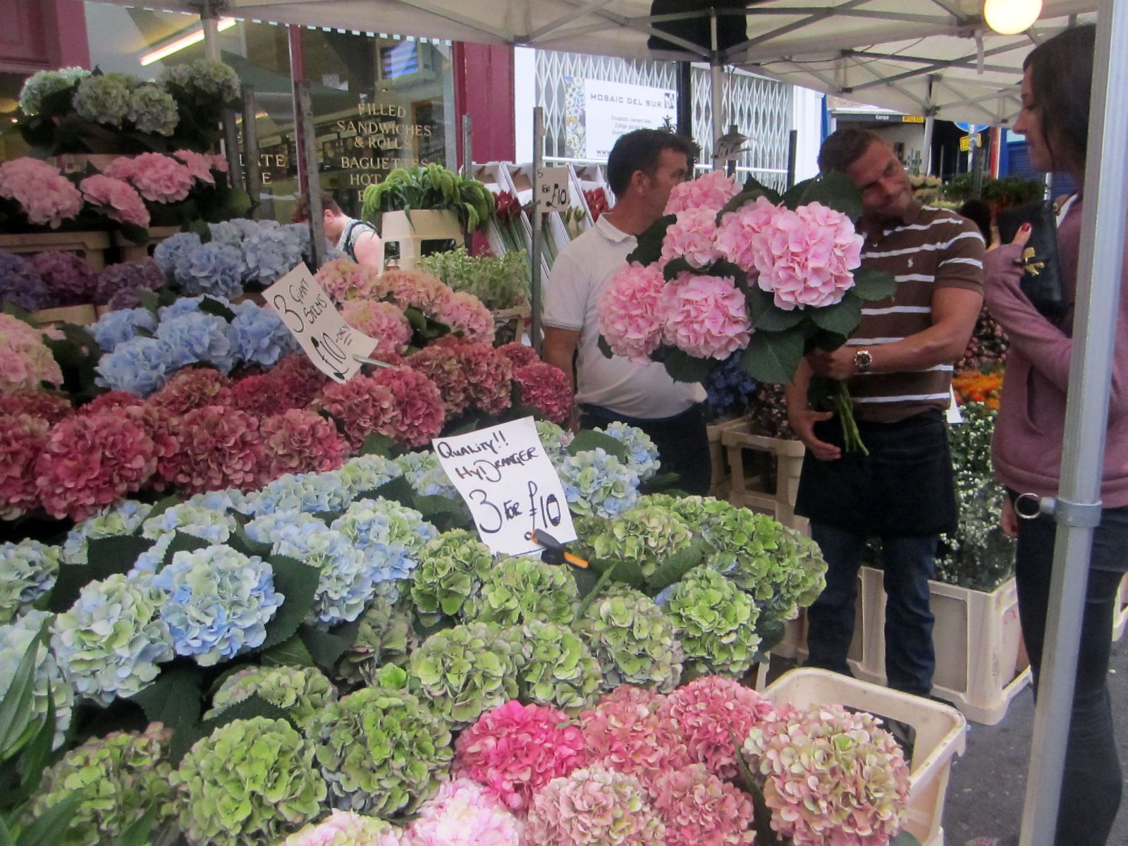 这一家卖巨大的绣球花 哥伦比亚路鲜花市场