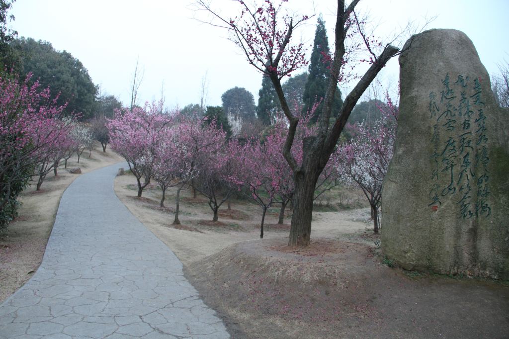 春日南京之梅花山