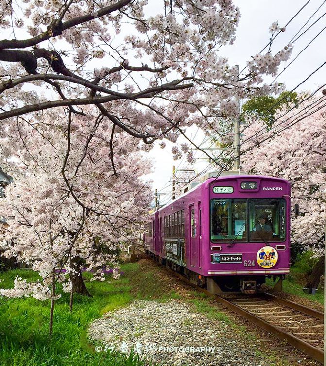 日本关西赏花攻略:踏着樱花的节奏请跟我来