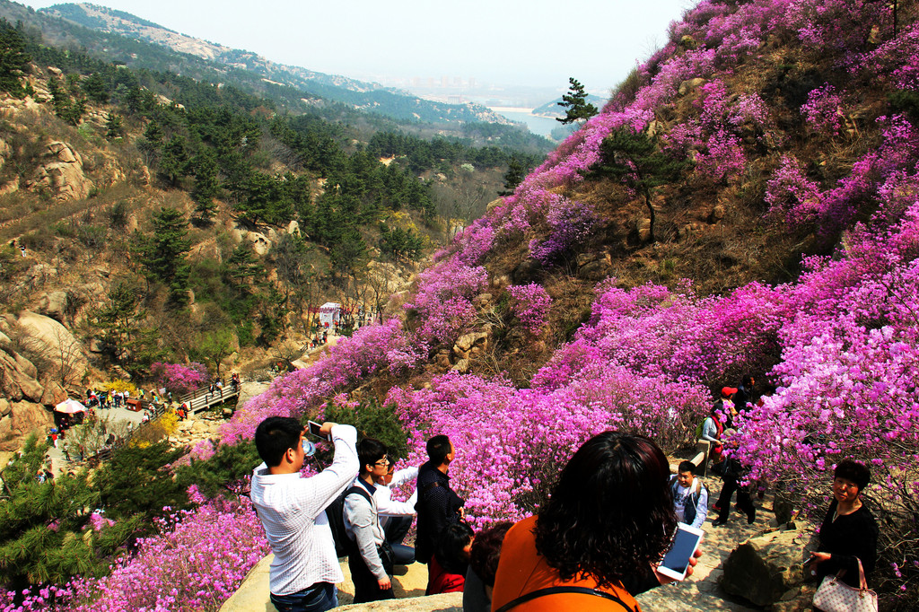 青岛大珠山杜鹃花正在盛开怒放之中