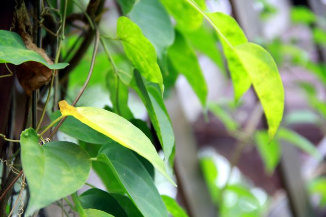 【广州】海珠湖谱写一曲青春恋歌,秋雨中赏云