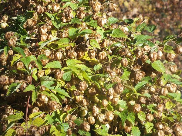 九寨沟-黄龙秋天迷人的色彩 - 九寨沟游记攻略