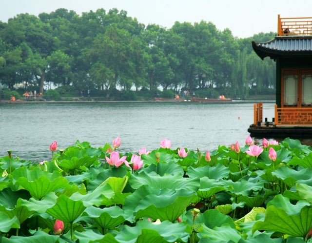 夏天的杭州,曲院风荷的西湖风景