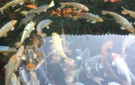 嵩明天气预报,历史气温,旅游指数,嵩明一周天气预报