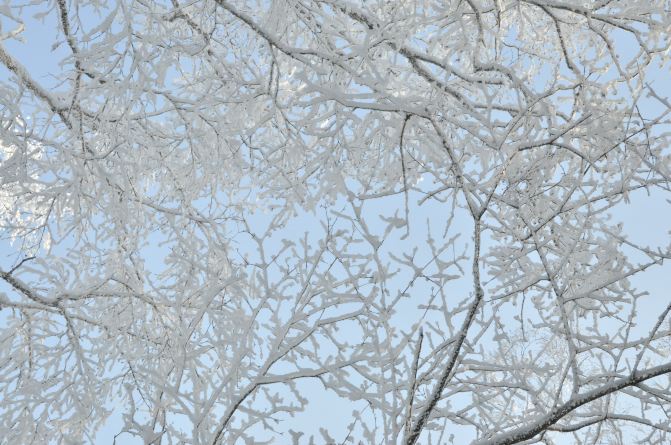 哈尔滨原生态东升林场1日游,美食、雪景玩个遍
