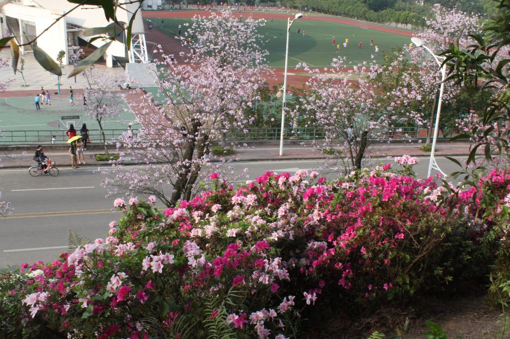 广州华南农业大学的紫荆花盛宴