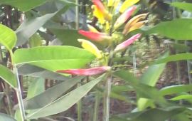 湛江北桥公园天气预报,历史气温,旅游指数,北桥