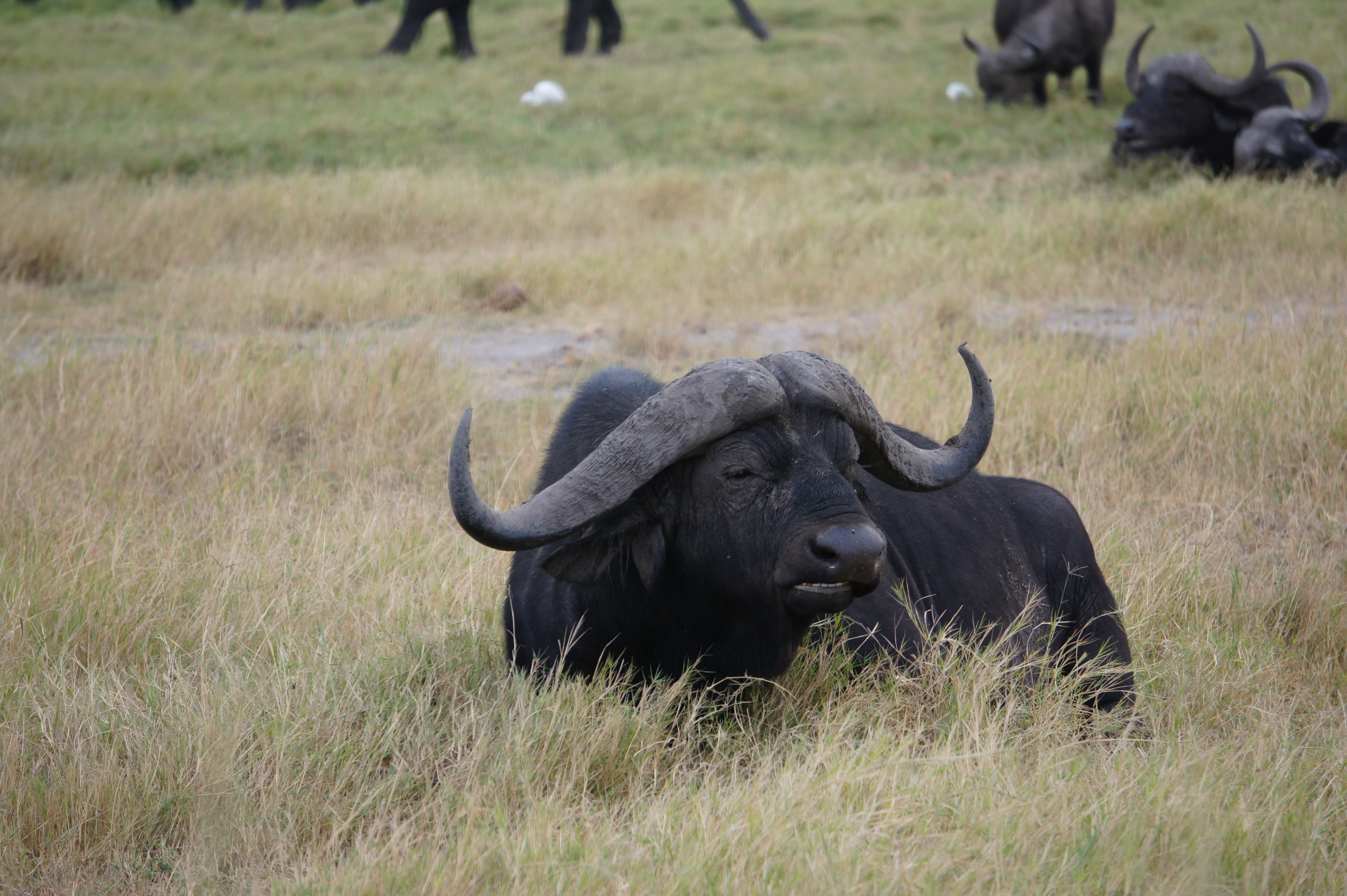 悠闲的大水牛,很彪悍 安布塞利国家公园