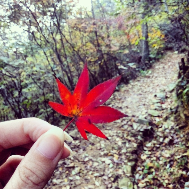 一片枫叶的奇遇记