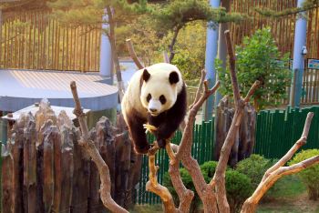 武林萌主大熊猫【取景于大连森林动物园熊猫馆