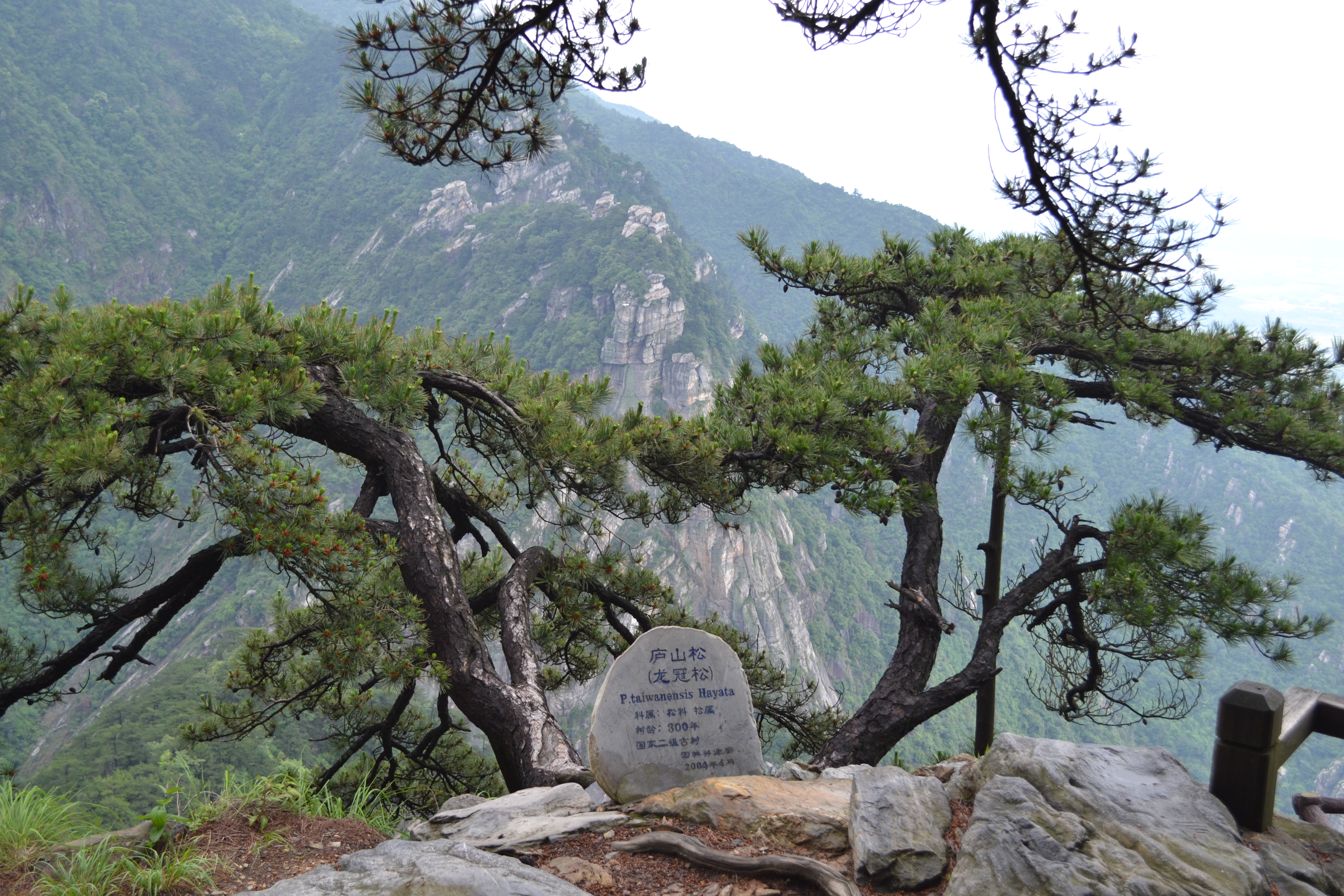 从大天池到龙首崖的路上,天空渐渐晴朗,看到了到庐山以后从未看到的