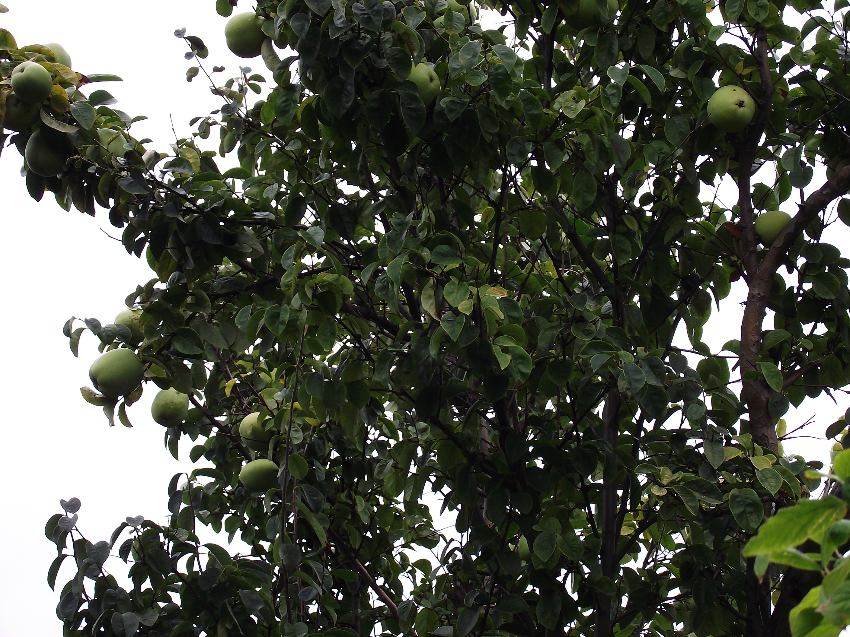 梦见家里的梨树树头那里结了几个梨,树下面梨