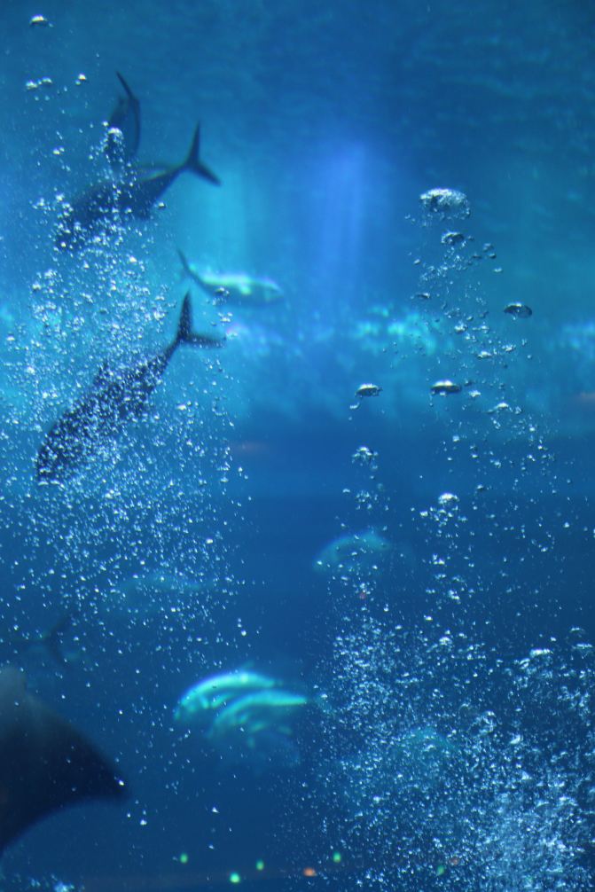 蜜月之马尔代夫阿雅达 - 马累游记攻略