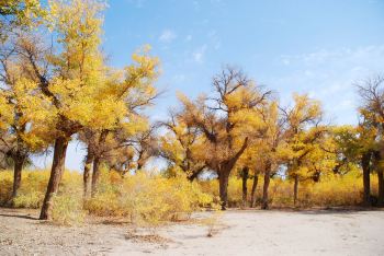金秋9月北京出发额济纳5天摄影自驾自助游,经