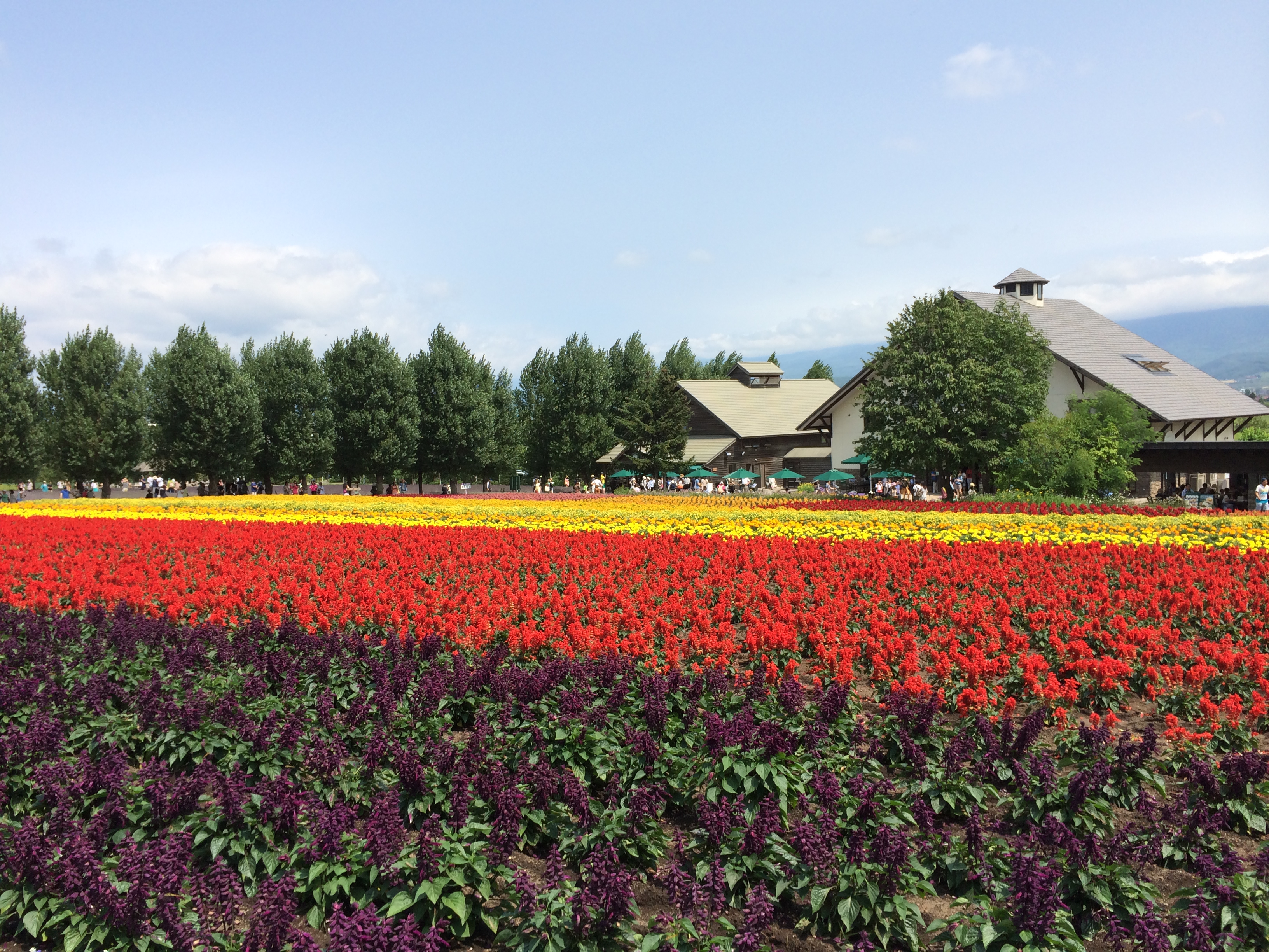 北海道青森夏日之旅