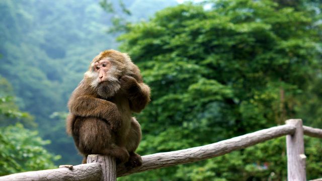 【携程攻略】峨眉山峨眉山(金顶+半山)一日游