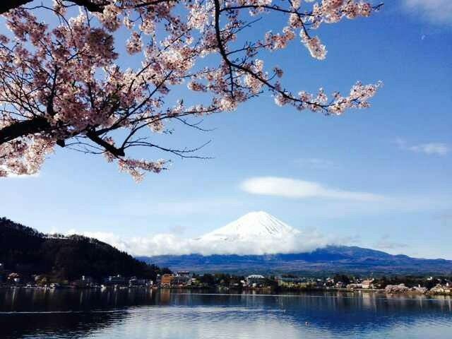 樱花盛开的富士山!