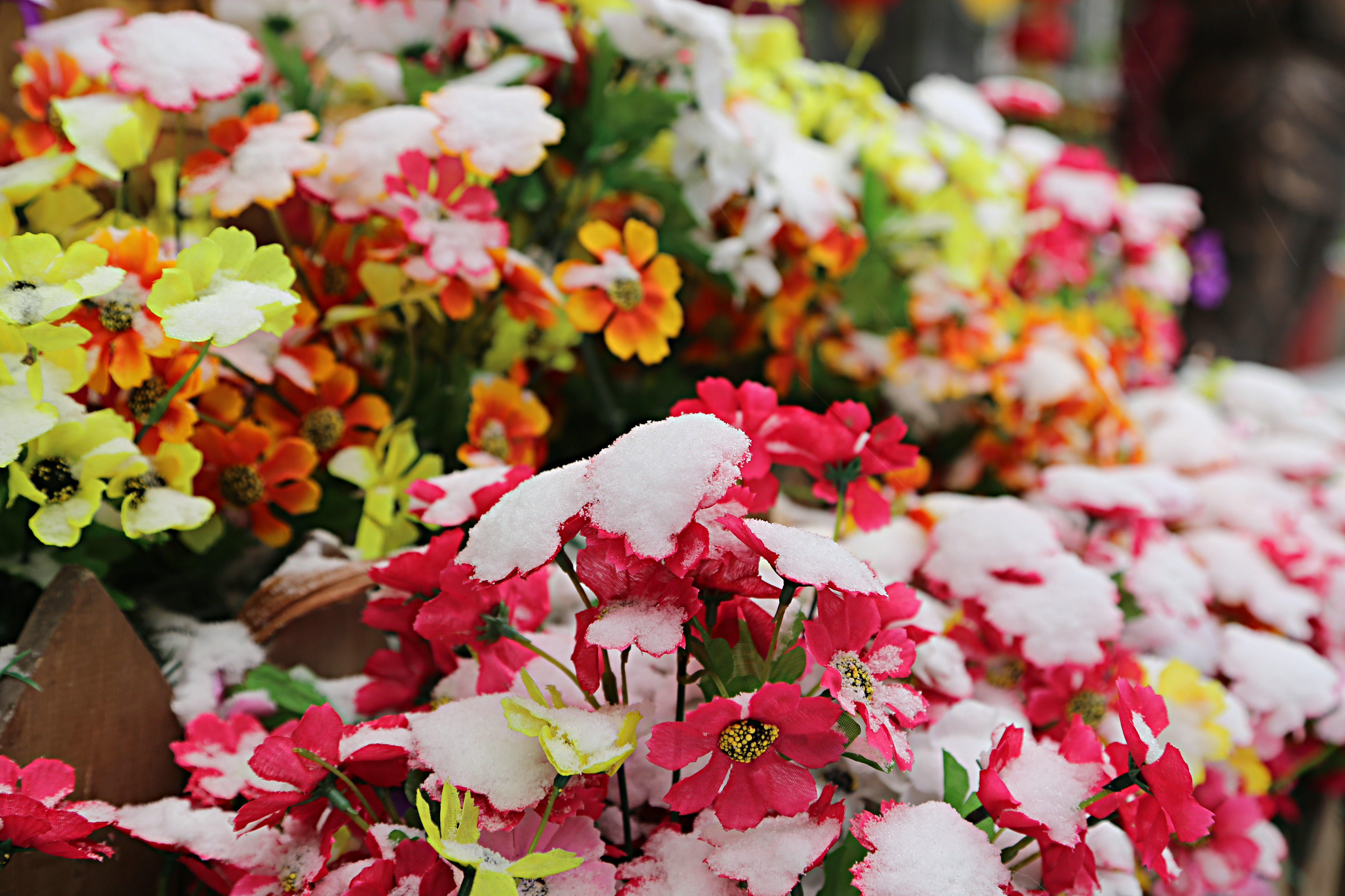 雪绒花----2014年北京第一场大雪