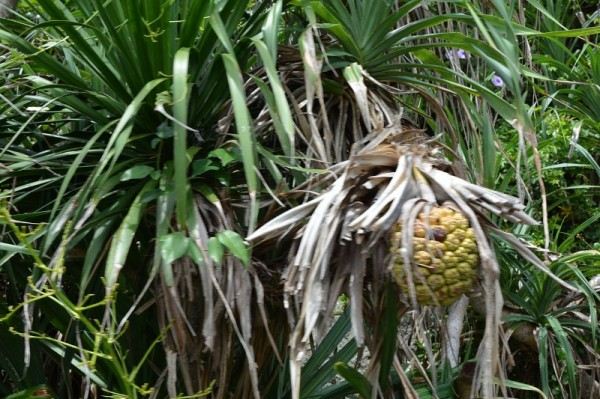两个人的三亚之旅(2014度假心体验) - 三亚游