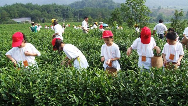 区内拥有"千亩园","福海堂生态茶园"等占地千亩的茶叶观光园多处