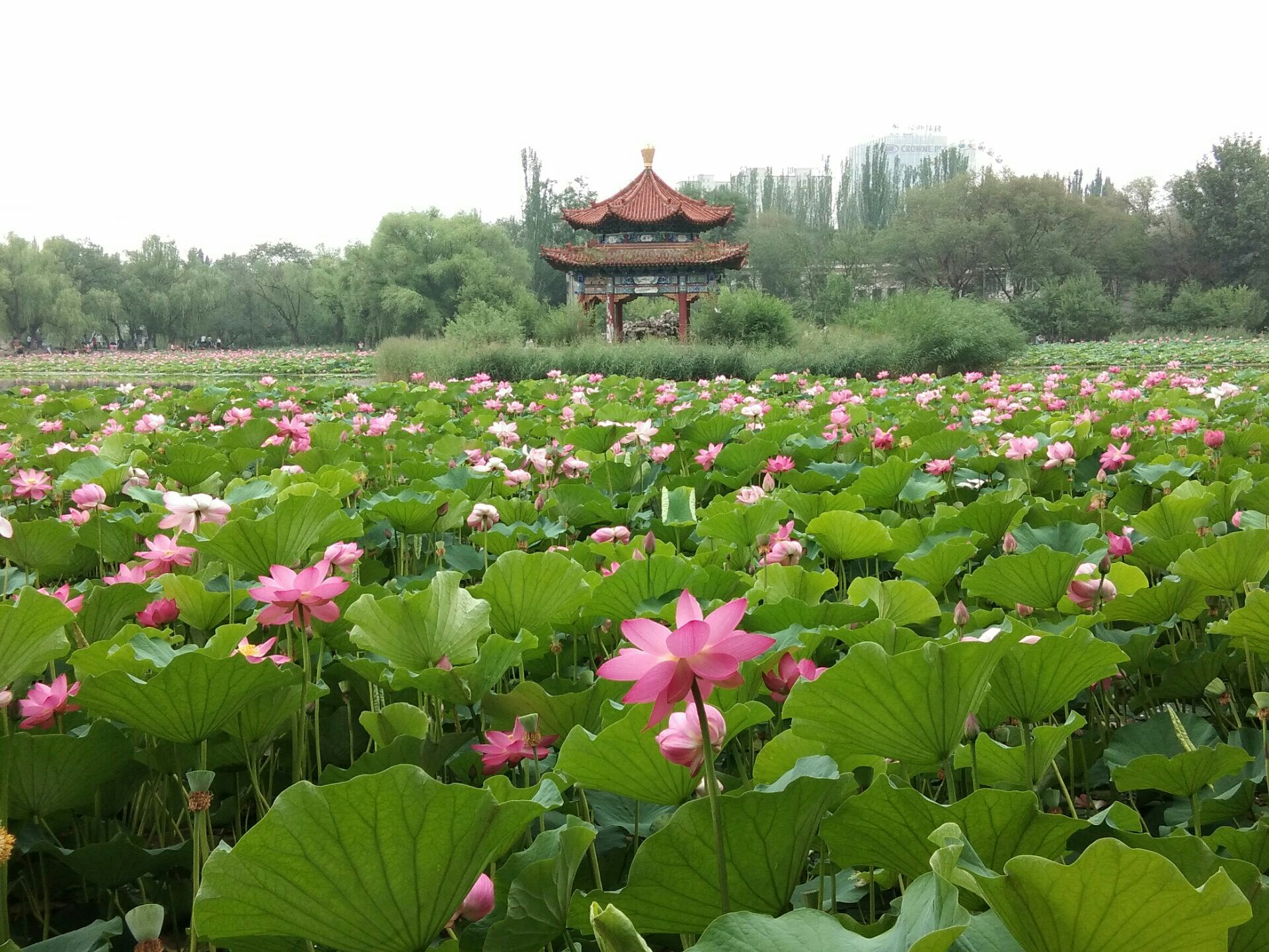 青城公园-荷花湖广场
