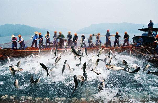 千島湖巨網捕魚