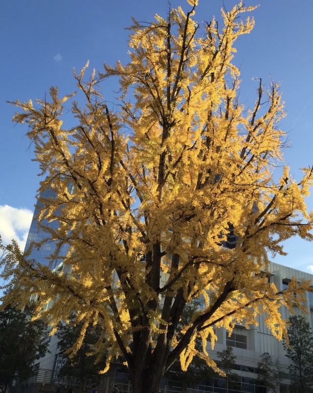 亚特兰大海逸艺术博物馆游玩攻略简介 亚特兰大海逸艺术博物馆门票 地址 图片 开放时间 照片 门票价格 携程攻略