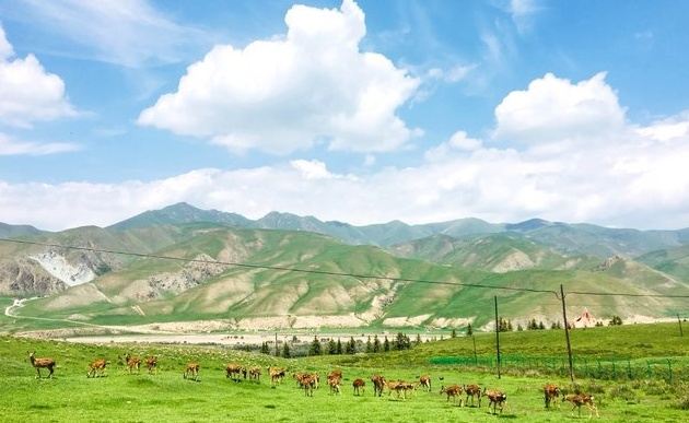 祁连祁连鹿场攻略,祁连祁连鹿场门票/游玩攻略/地址/图片/门票价格