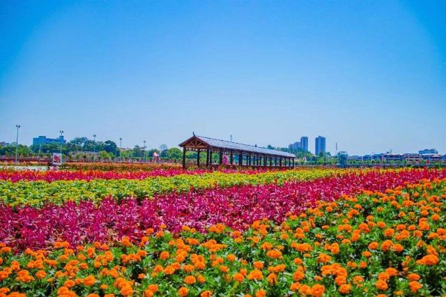 瑞金红都幸福花海攻略,瑞金红都幸福花海门票/游玩攻略/地址/图片