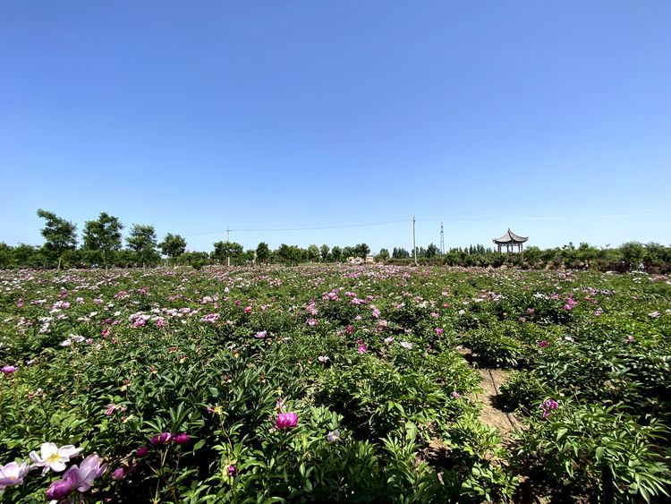 大荔沙苑牡丹观光园
