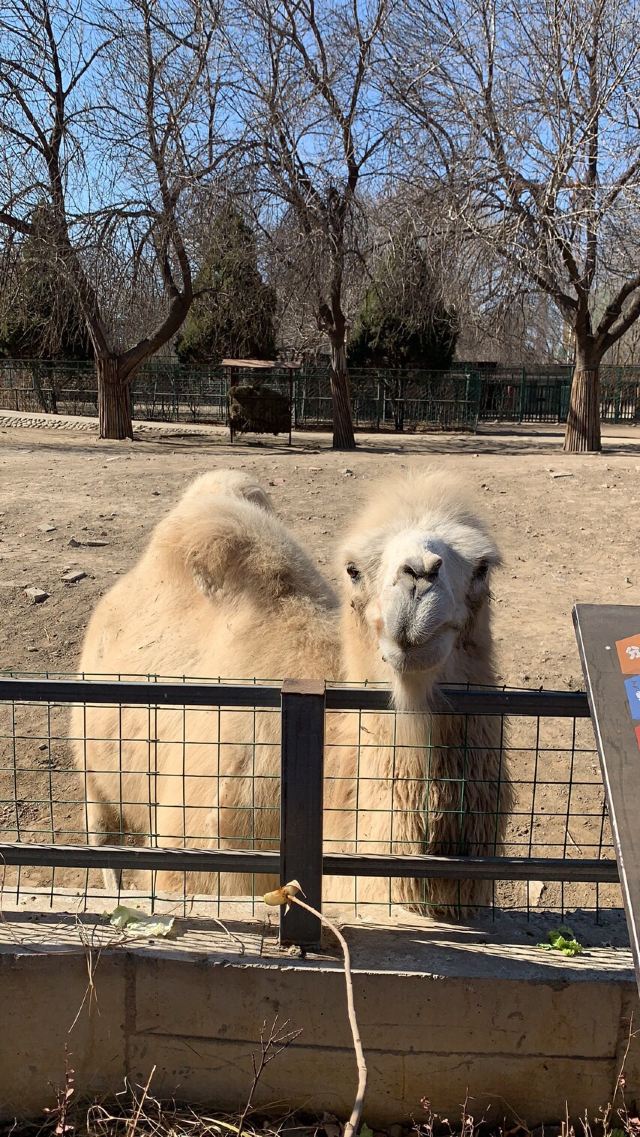 天津動物園門票多少錢(天津動物園門票多少錢大學生)