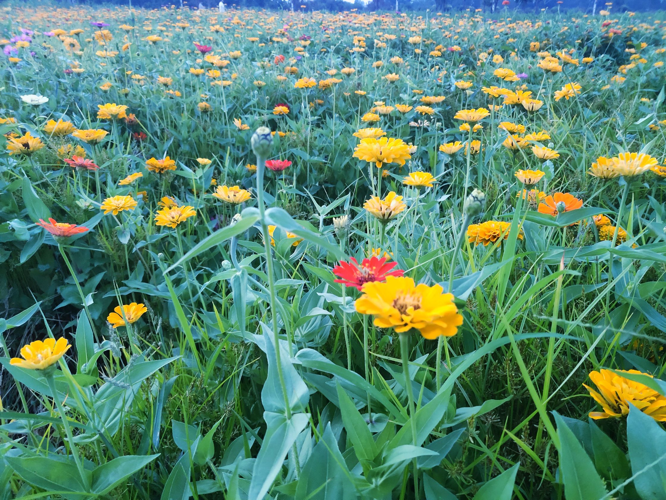 舞阳植物园