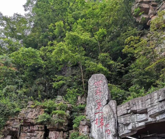 張家界百龍天梯攻略,張家界百龍天梯門票/遊玩攻略/地址/圖片/門票