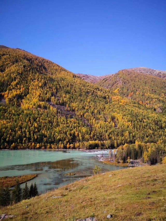 喀纳斯花楸谷攻略,喀纳斯花楸谷门票/游玩攻略/地址/图片/门票价格