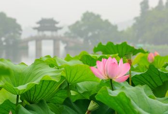 杭州西湖一日游【专车接含西湖游船+雷峰塔+飞来峰/灵隐寺】【小编推荐超多人选择线路：西湖全景一日（打卡西湖网红景点）】