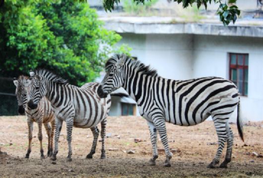 秦岭野生动物园一日游【动物科普+有趣动物表演 培养孩子爱心】【走进动物世界，感受大自然。这里动物种类齐全，有多种兽类、鸟类、两栖类和爬行类动物】