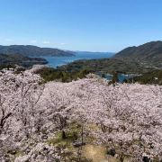 今治市開山公園攻略 今治市開山公園门票 游玩攻略 地址 图片 门票价格 携程攻略