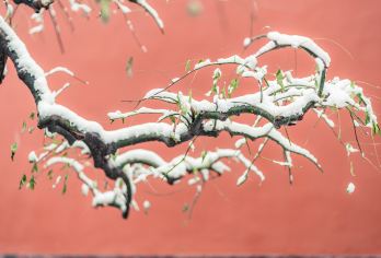 国家植物园一日游【生命的对话静悄悄-大咖讲述-趣味研学】【1：精品小团，私家耳麦更好的聆听讲解】