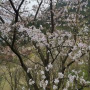 馨怡花坊购物 馨怡花坊 这里是春天的故事 春天来了 花香鸟语 人头攒动 一派春 携程攻略