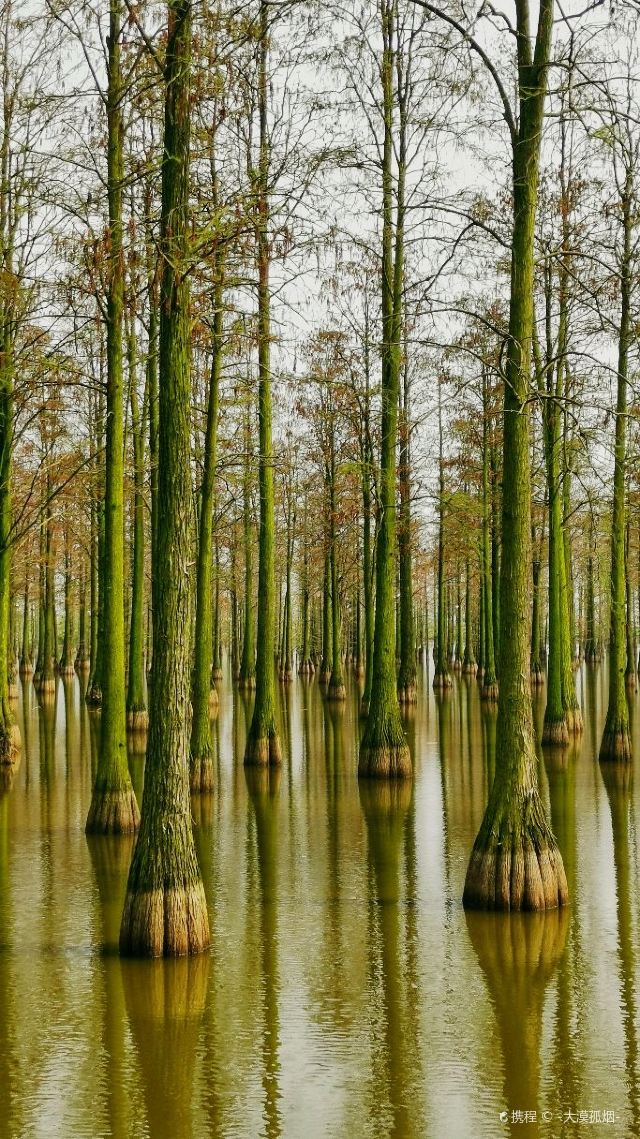 漲渡湖水上森林