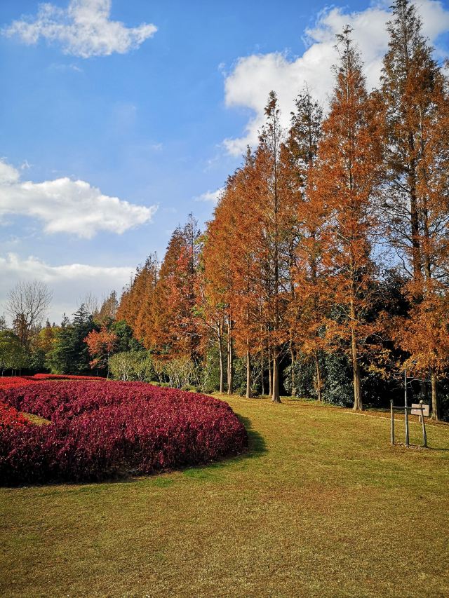 上海上海濱江森林公園攻略,上海上海濱江森林公園門票/遊玩攻略/地址