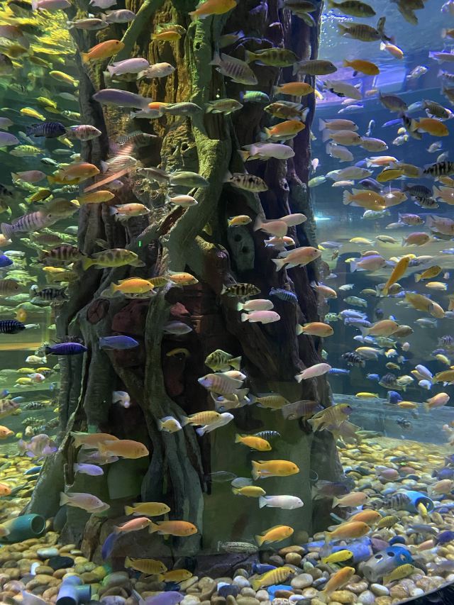 湄公河水底世界