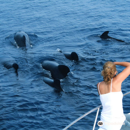 冰岛雷克雅未克Katla Whale Watching一日游