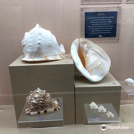 泰国普吉贝壳博物馆 พิพิธภัณฑ์เปลือกหอย