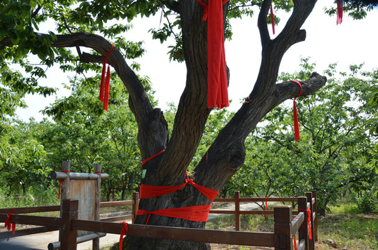 【明清栗园】  怀柔板栗栽培历史悠久,可追溯到明代.