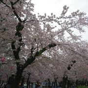 名古屋鹤舞公园攻略 鹤舞公园门票价格多少钱 团购票价预定优惠 景点地址图片 携程攻略