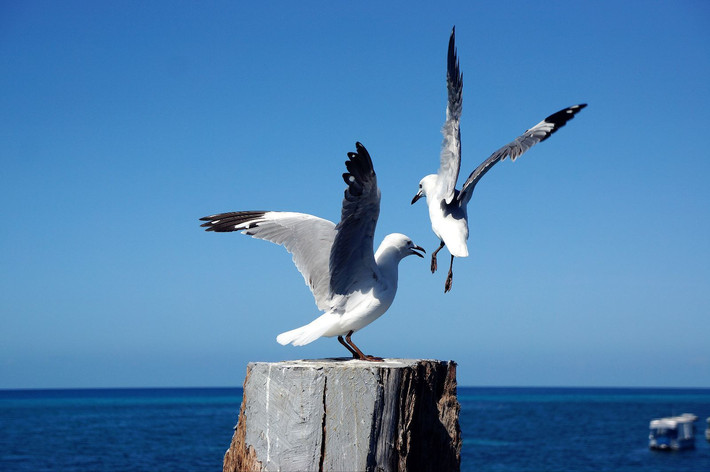 巨蟹天秤疯玩澳洲