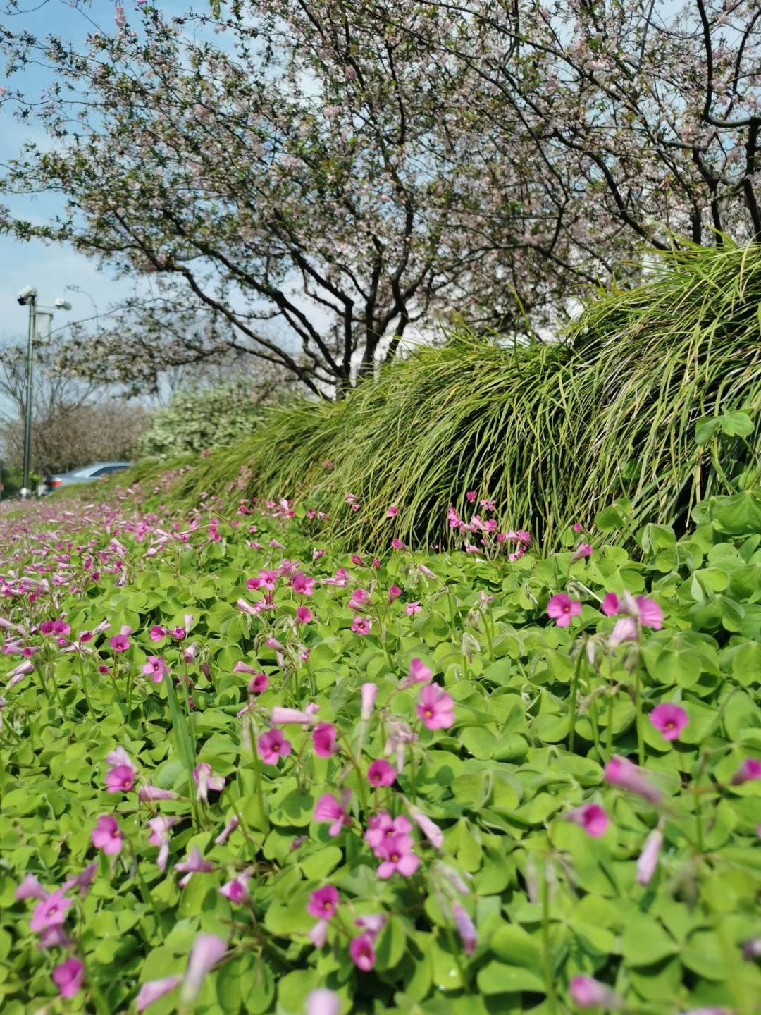 油茶博览园