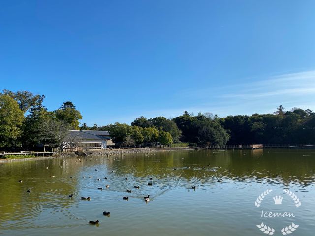 橿原市橿原神宫攻略 橿原市橿原神宫门票 攻略 地址 图片 门票价格 携程攻略 橿原市橿原神宫攻略 橿原市橿原神宫门票 攻略 地址 图片 门票价格 携程攻略