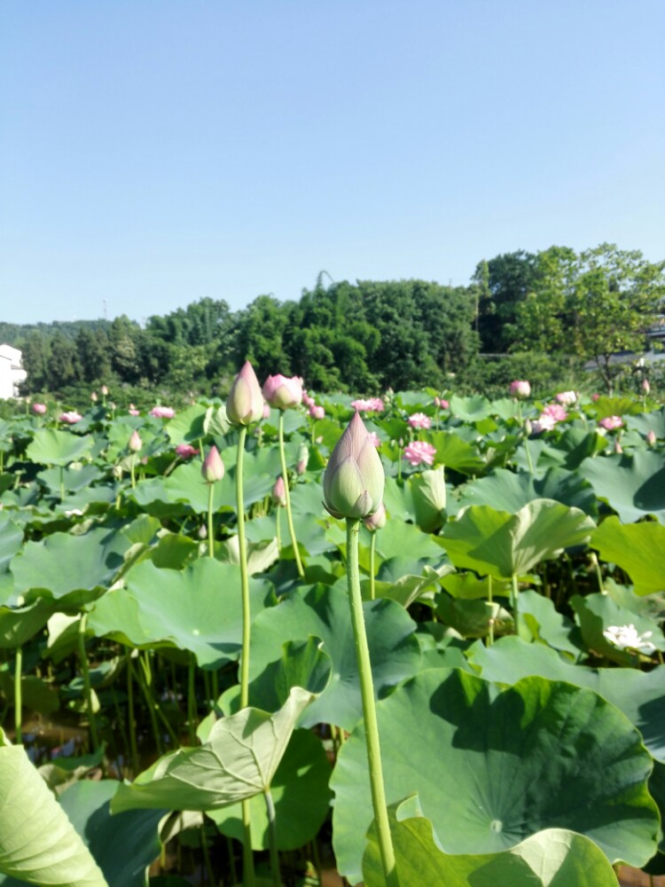 爱莲湖生态湿地公园